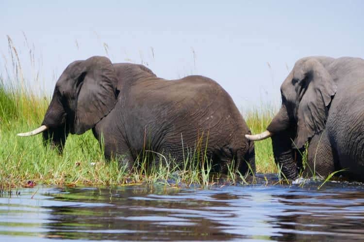 Canoë dans le delta de l'Okavango
