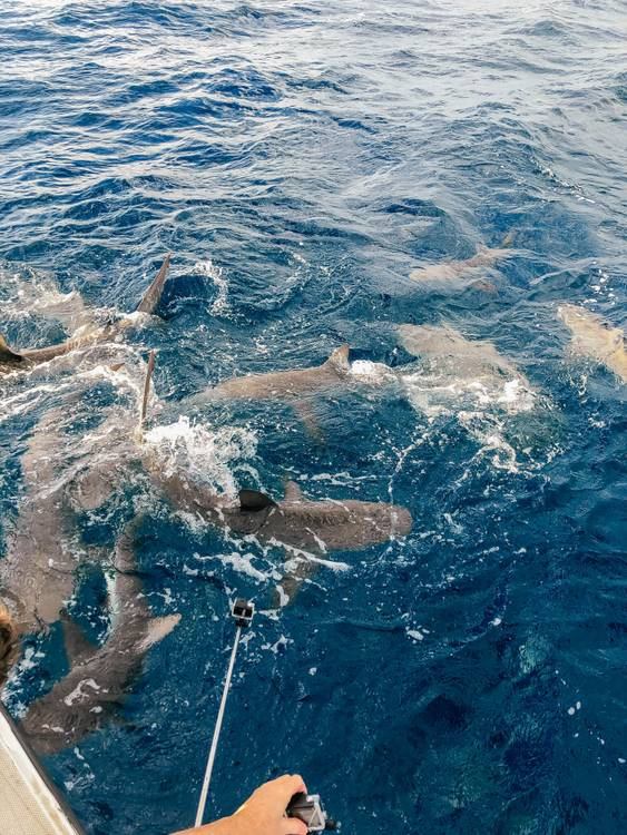 Nage Avec Les Requins Aux Bahamas