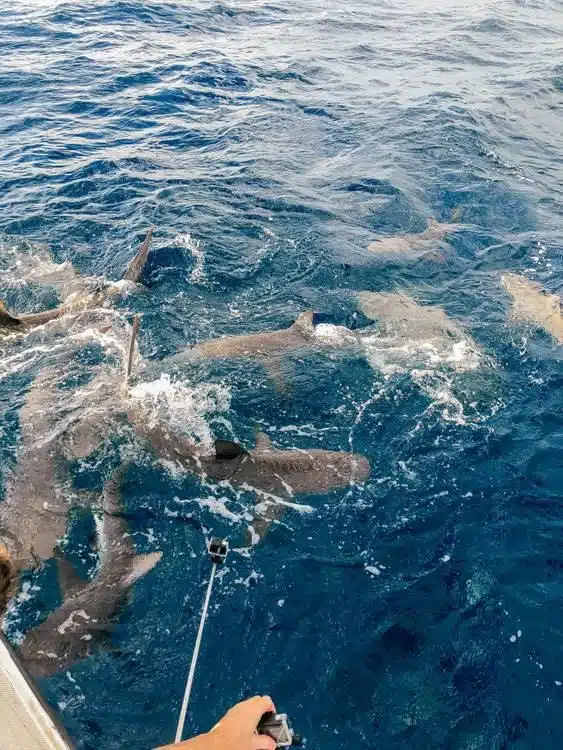 Swim With Sharks In The Bahamas