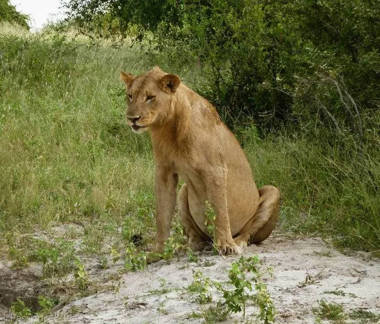 Meilleur Safari Au Botswana