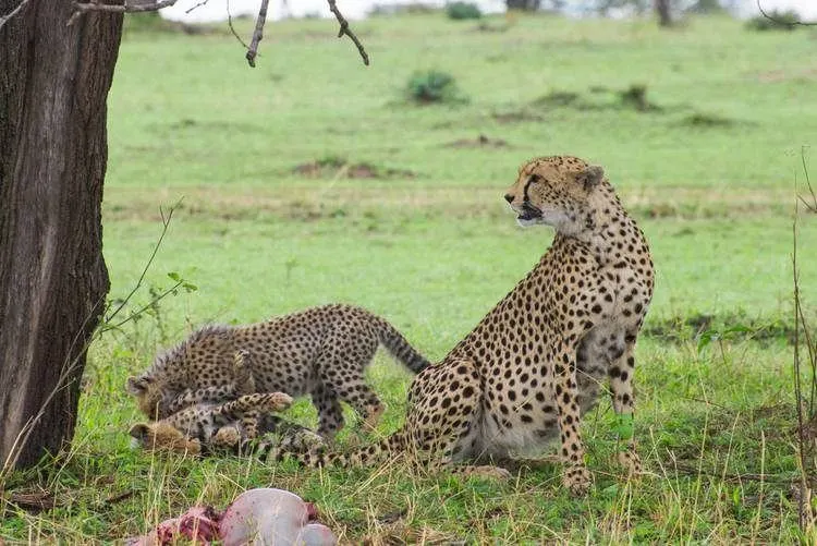 Mejor-Safari-En-Tanzania