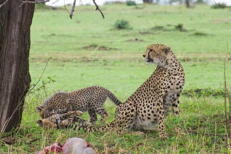 best safari in tanzania