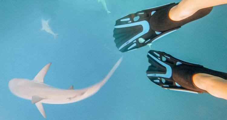 Plongée avec les requins aux Bahamas