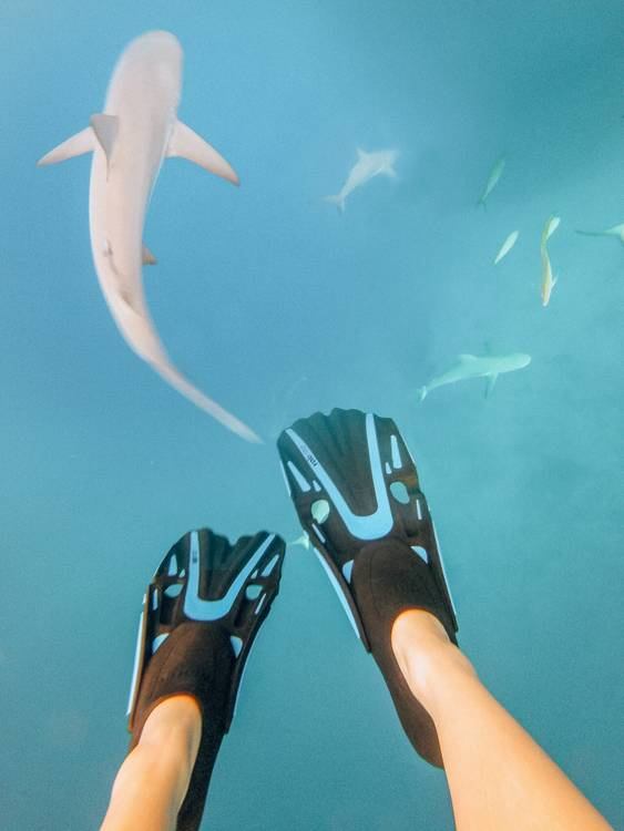 La Meilleure PlongéE Sous-Marine Des CaraïBes