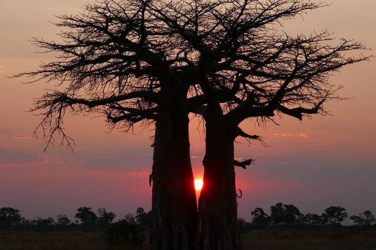 Okavango Delta Activities