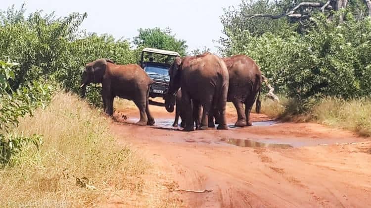 Safaris en voiture dans la nature sauvage au Botswana