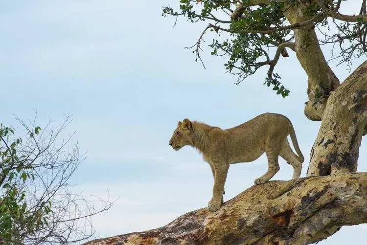 Visita-Tanzania