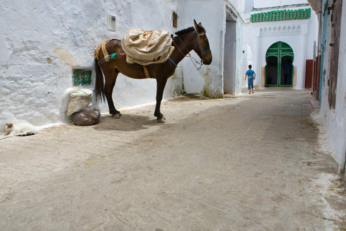 Viagem De Carro Em Marrocos