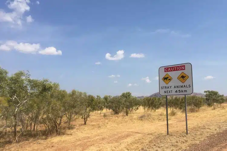Panneau Routier Animalier En Australie Deux Grands Voyageurs Comment Vivre Dans Un Van