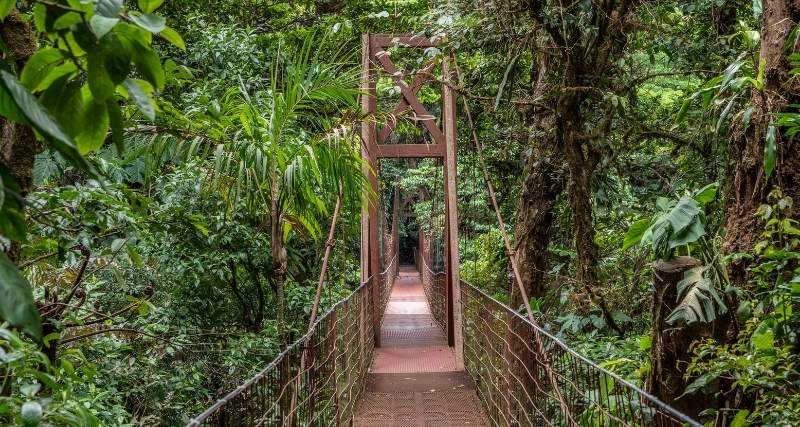 Comment se rendre de San José à la forêt tropicale de Monteverde, au Costa Rica.