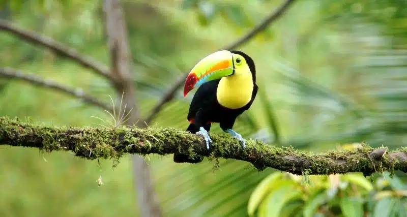Où se trouve le Costa Rica ?