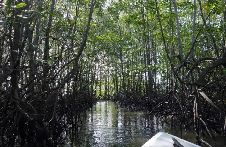Las Mejores Cosas Que Hacer En Corcovado Costa Rica 9 Book The Sierpe Mangrove Tour Corovado Costa Rica