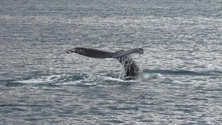 Las Mejores Cosas Que Hacer En Corcovado Costa Rica 5 Experience Whale And Dolphin Watching Corcovado