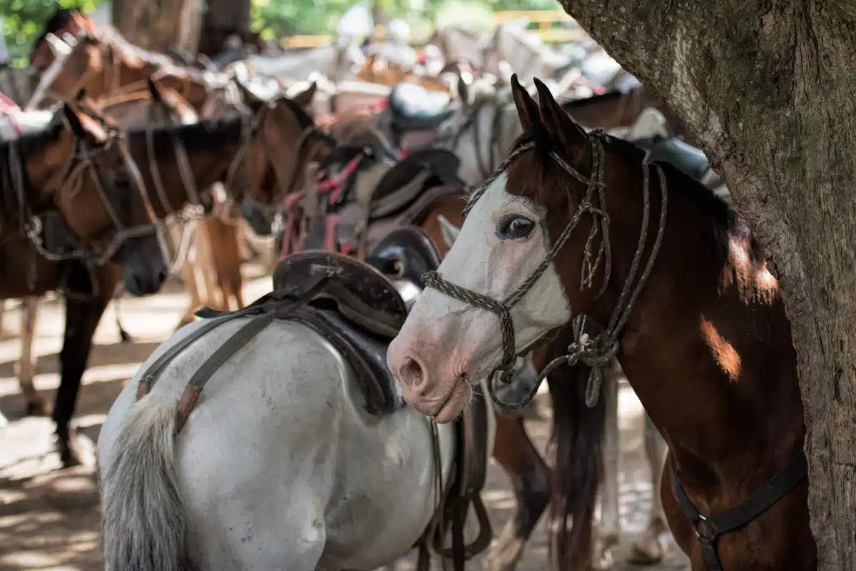 La Fortuna Horseback Riding