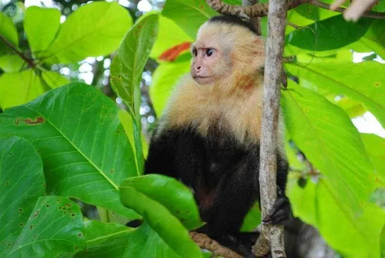 How to get from San Jose to Manuel Antonio 9