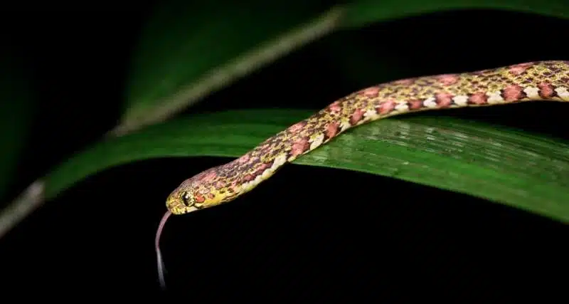 Night Hike In Corcovado Costa Rica