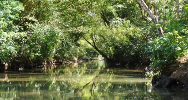 Sierpe Mangrove In Corcovado Costa Rica