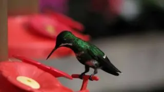 Humming Bird feeders Monteverde, Costa Rica