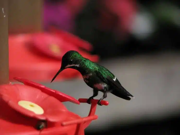 Kolibri-Futterstellen Monteverde, Costa Rica