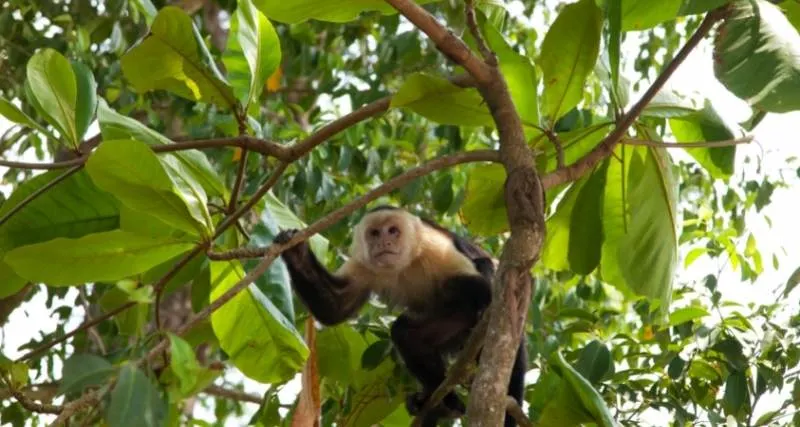 Monkey In Costa Rica