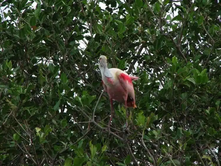 Stunning Birds Paolo Verde, Costa Rica