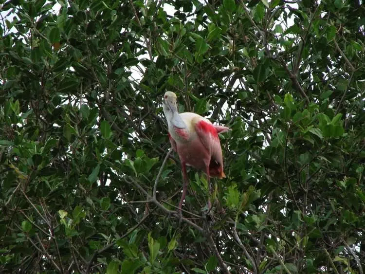 Impresionantes Aves Paolo Verde, Costa Rica