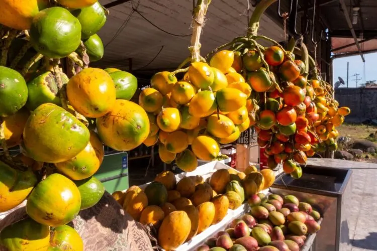 Die 15 coolsten Aktivitäten in Puerto Viejo, Costa Rica 8 Buy local produce at the Farmers Market in puerto viejo costa rica