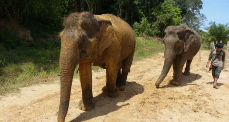 From Bangkok Pattaya Elephant Sanctuary Day Trip Transfer