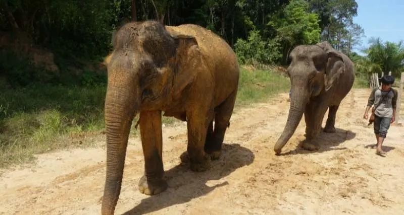 From Bangkok Pattaya Elephant Sanctuary Day Trip Transfer