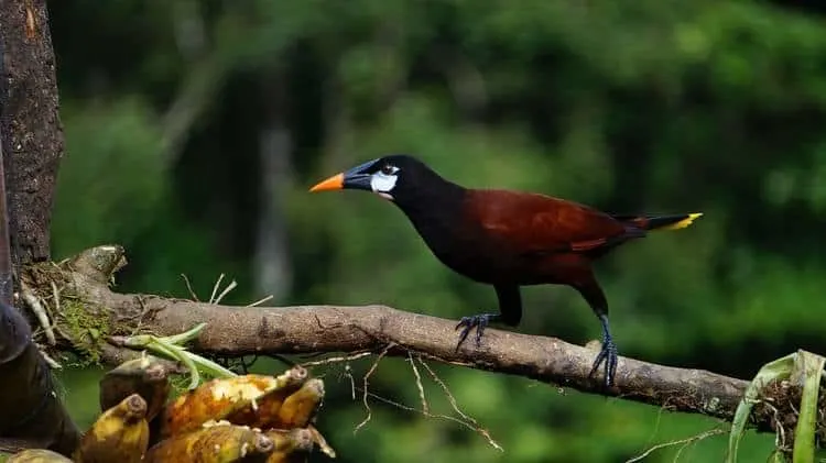 How To Get From San Jose To Corcovado1
