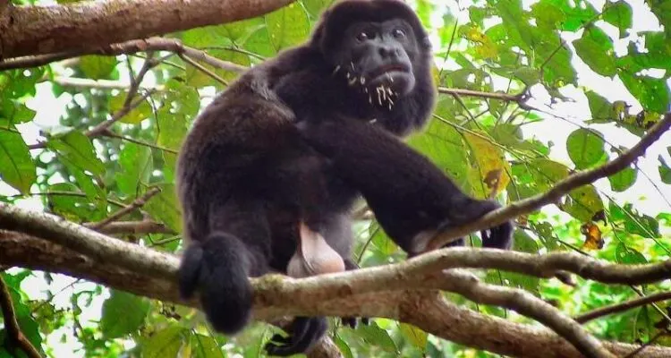 How To Get From San Jose To Tortuguero Costa Rica 3