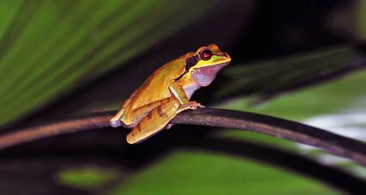 How To Get From San Jose To Tortuguero Costa Rica 4