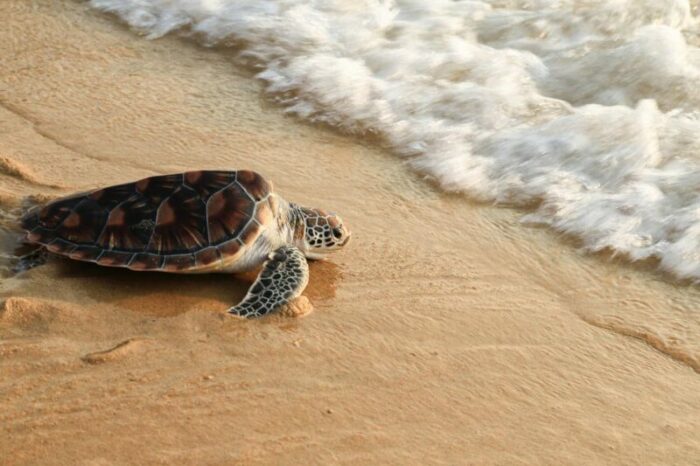 Watch The Sea Turtles At Manzanillo