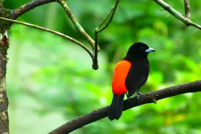 Bird Watching In Puerto Viejo