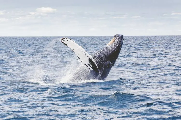 Ultimate List of the Best Vancouver Tours 14 humpback-whale-vancouver