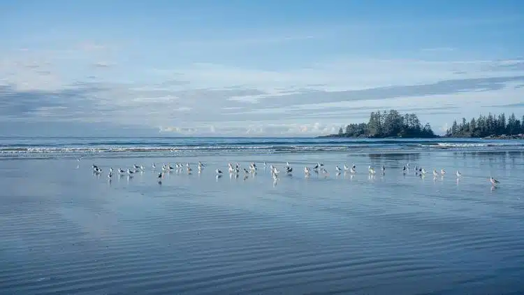 Ultimate List of Best Things to do on Vancouver Island 11 beach-things to do on vancouver island