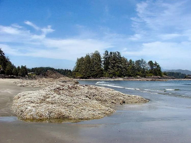 Ultimate List of Best Things to do on Vancouver Island 10