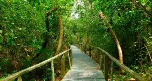 A trail at Cahuita National Park.