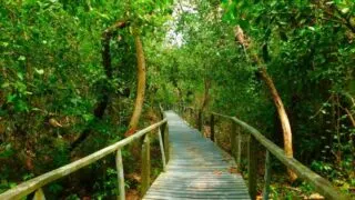 A trail at Cahuita National Park.