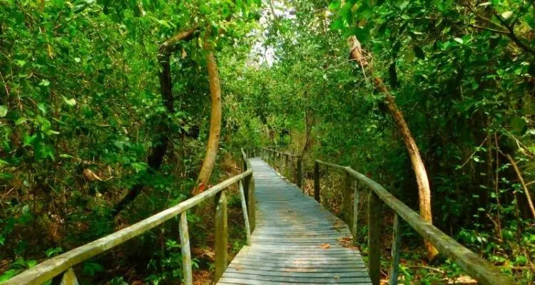 Un Sendero En El Parque Nacional De Cahuita.