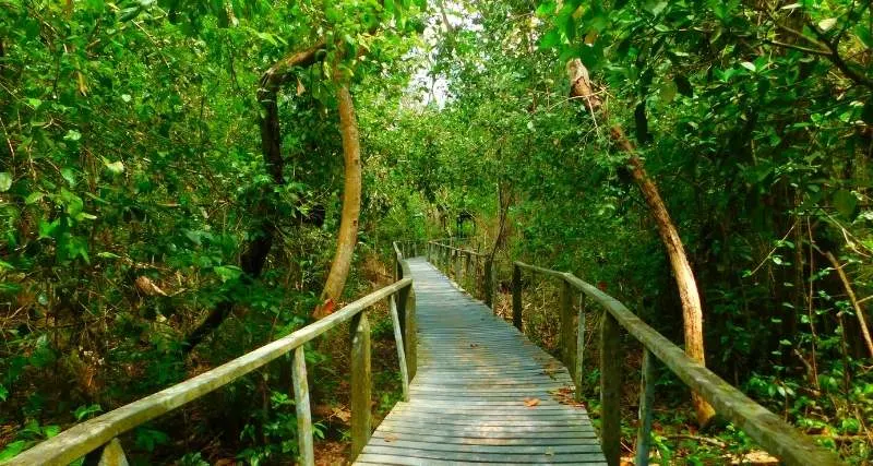 Un Sentiero Del Parco Nazionale Di Cahuita.