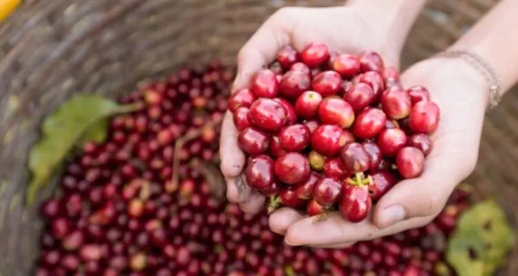 Coffee And Chocolate Tour Monteverde