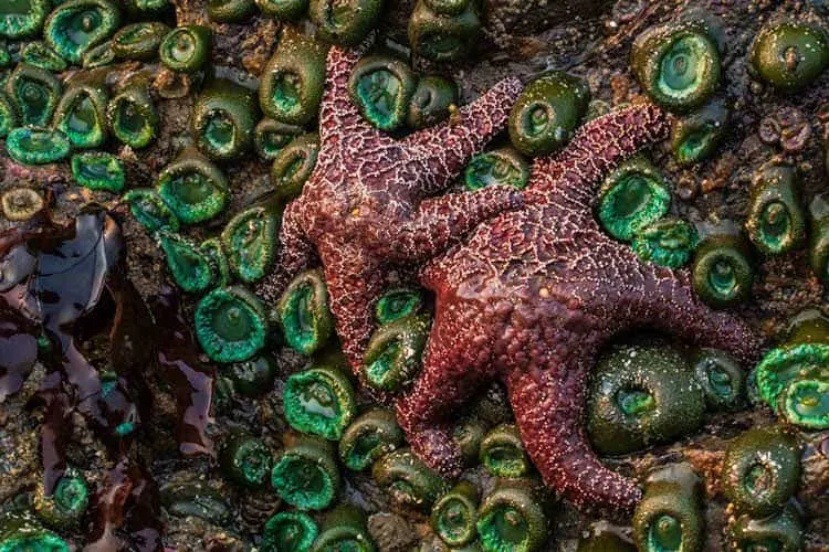 Visite As Piscinas Tidal Em Ruby Beach Seattle