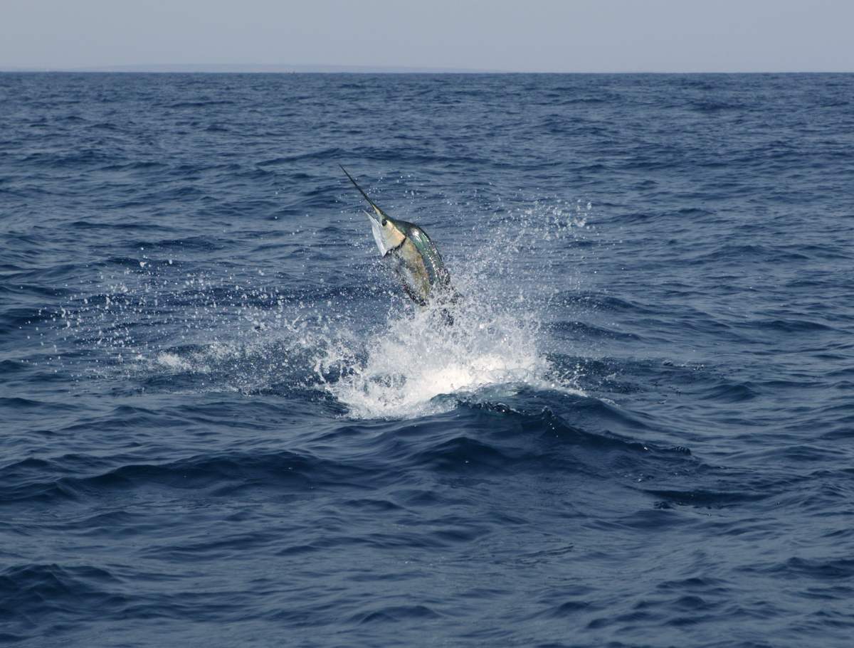 Stagioni Di Pesca In Costa Rica