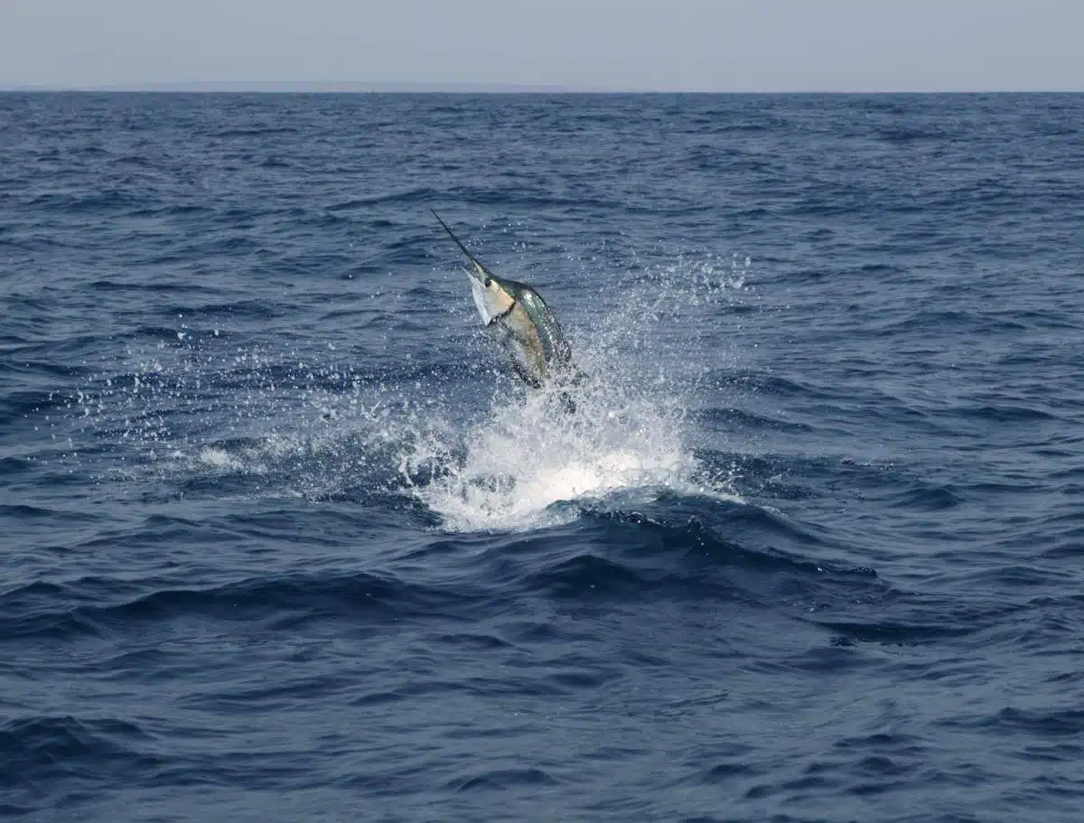 Stagioni Di Pesca In Costa Rica