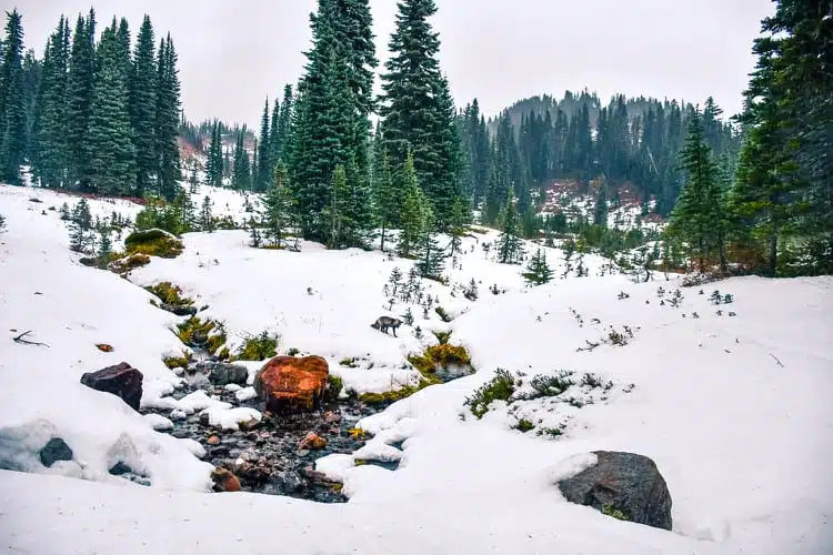 Parque Nacional Mount Rainier4