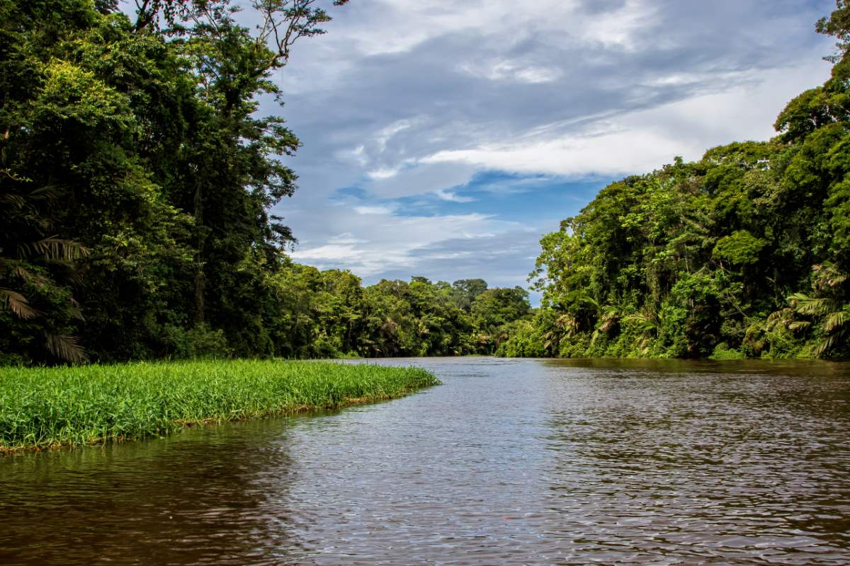 Vissen In Tortuguero