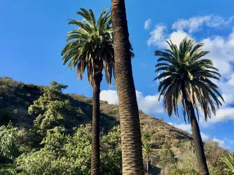 Wandern Im Runyon Canyon Park 2 Orte, Die Man In Los Angeles Besuchen Sollte