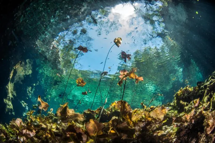 PlongéE Sous-Marine Au Cenote Nicte Ha Au Mexique