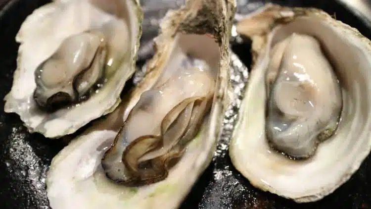 Traditional Boston Food | What to eat in Boston 6 boston oyster